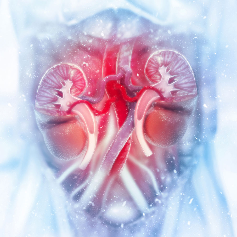 Wir bestimmen Ihren Cystatin C Wert schnell und unkompliziert in unserem Hauseigenen Labor.