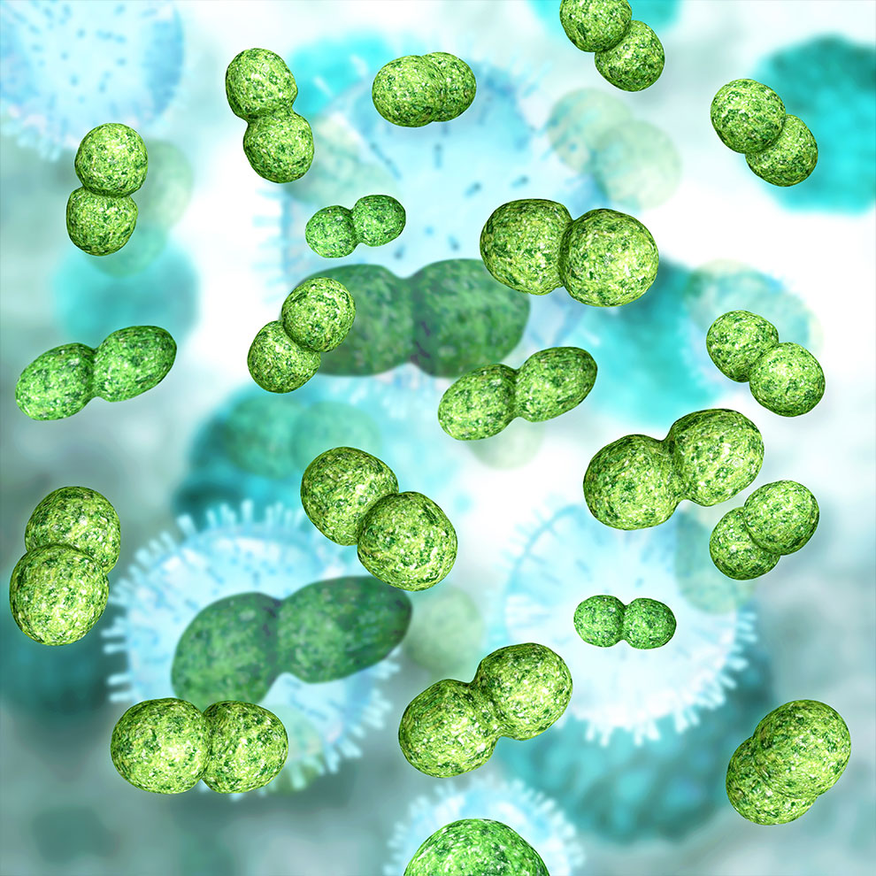 Bakterien, Apotheke Roter Ochsen Schaffhausen